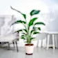 Bird of Paradise Plant - XL