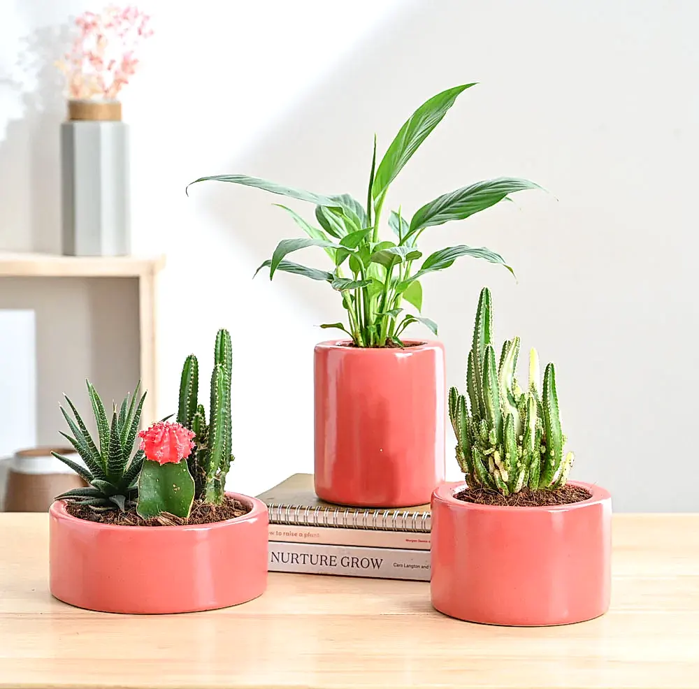 Lilac Stories Bundle - Light Red