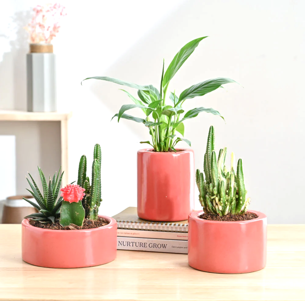 Lilac Stories Bundle - Light Red