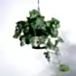 Philodendron Broken Heart With Hanging Pot