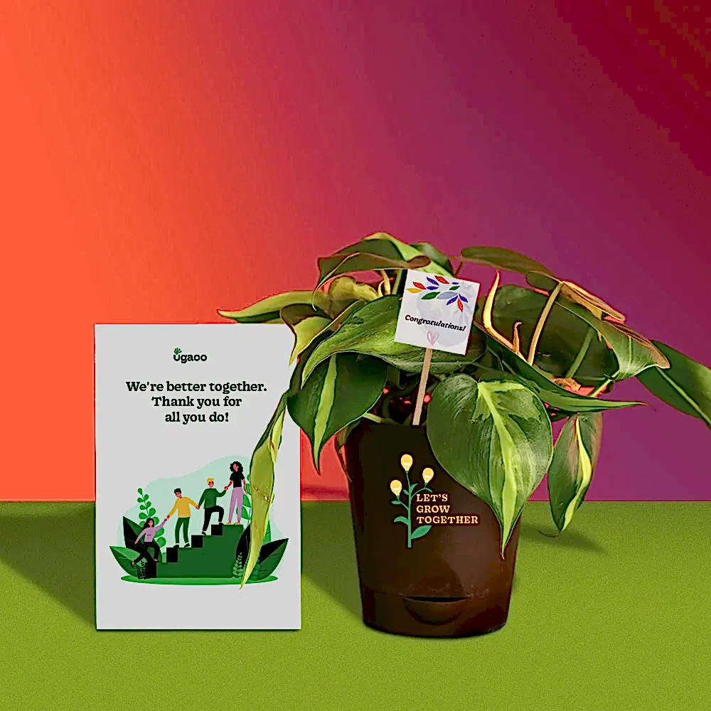 Philodendron Brasil Plant and Auric Budget Box