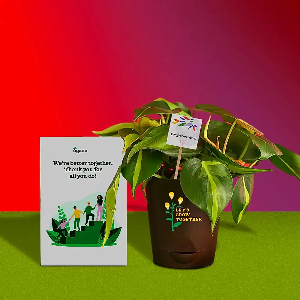Philodendron Brasil Plant and Auric Budget Box