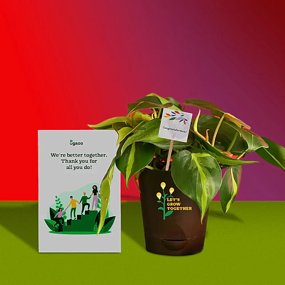 Philodendron Brasil Plant and Auric Budget Box