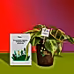 Philodendron Brasil Plant and Auric Budget Box