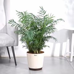 Bamboo Palm XL