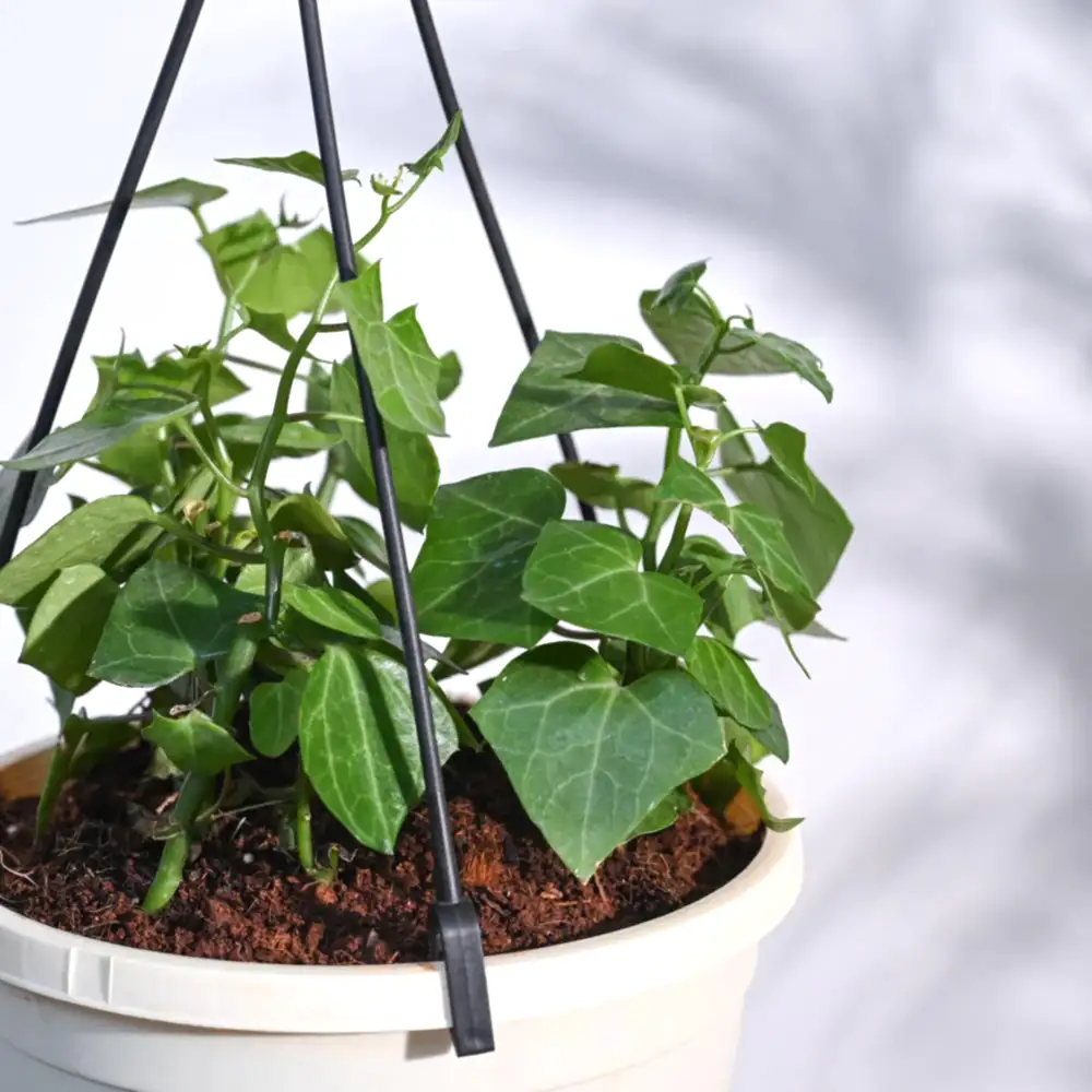 English Ivy Plant In Hanging Planter