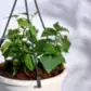 English Ivy Plant In Hanging Planter