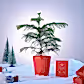 Evergreen Indian Christmas Tree