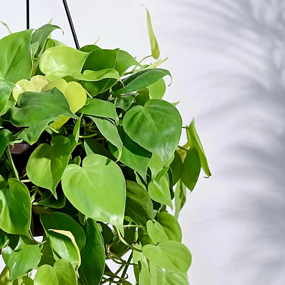 Philodendron Oxycardium Golden with Hanging Pot