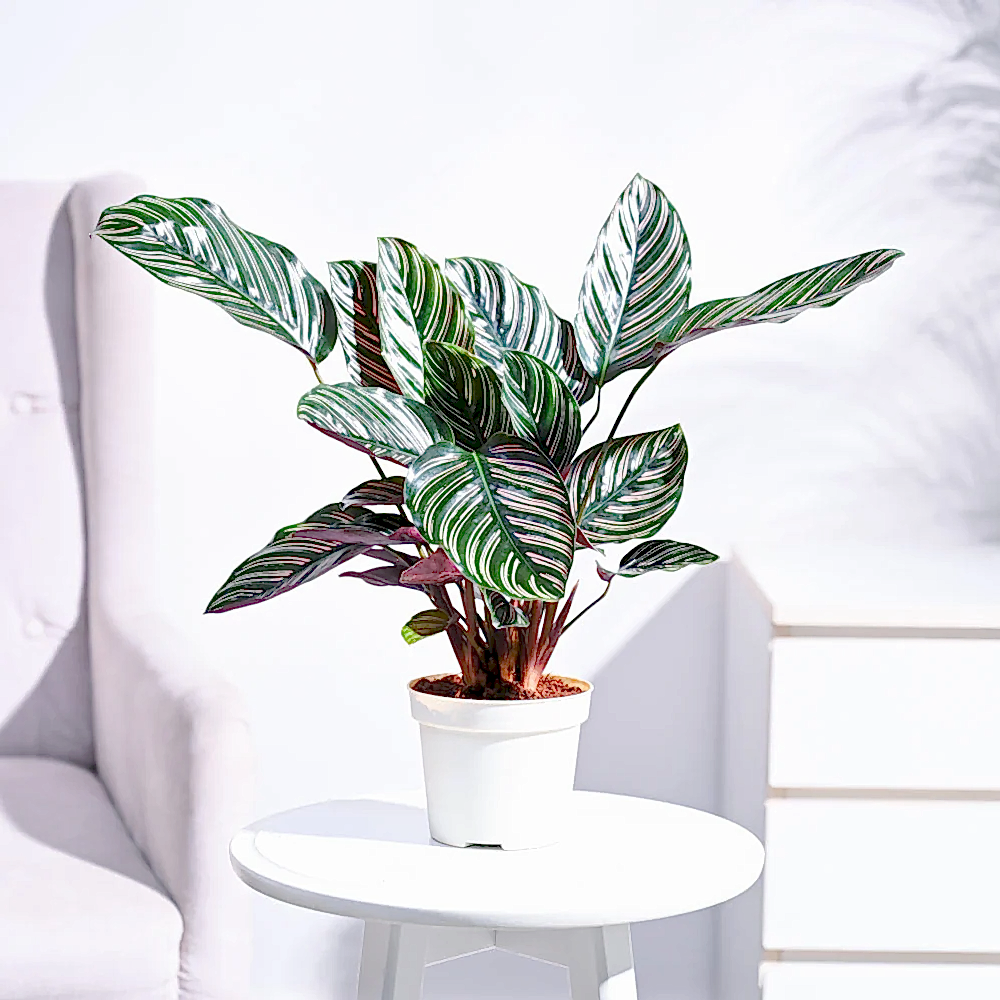 Ganpati Decor Plant Bundle