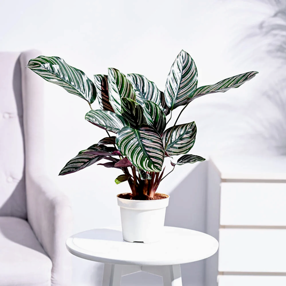 Ganpati Decor Plant Bundle