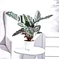 Ganpati Decor Plant Bundle