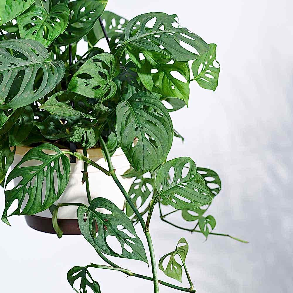 Philodendron Broken Heart With Hanging Pot