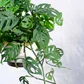 Philodendron Broken Heart With Hanging Pot