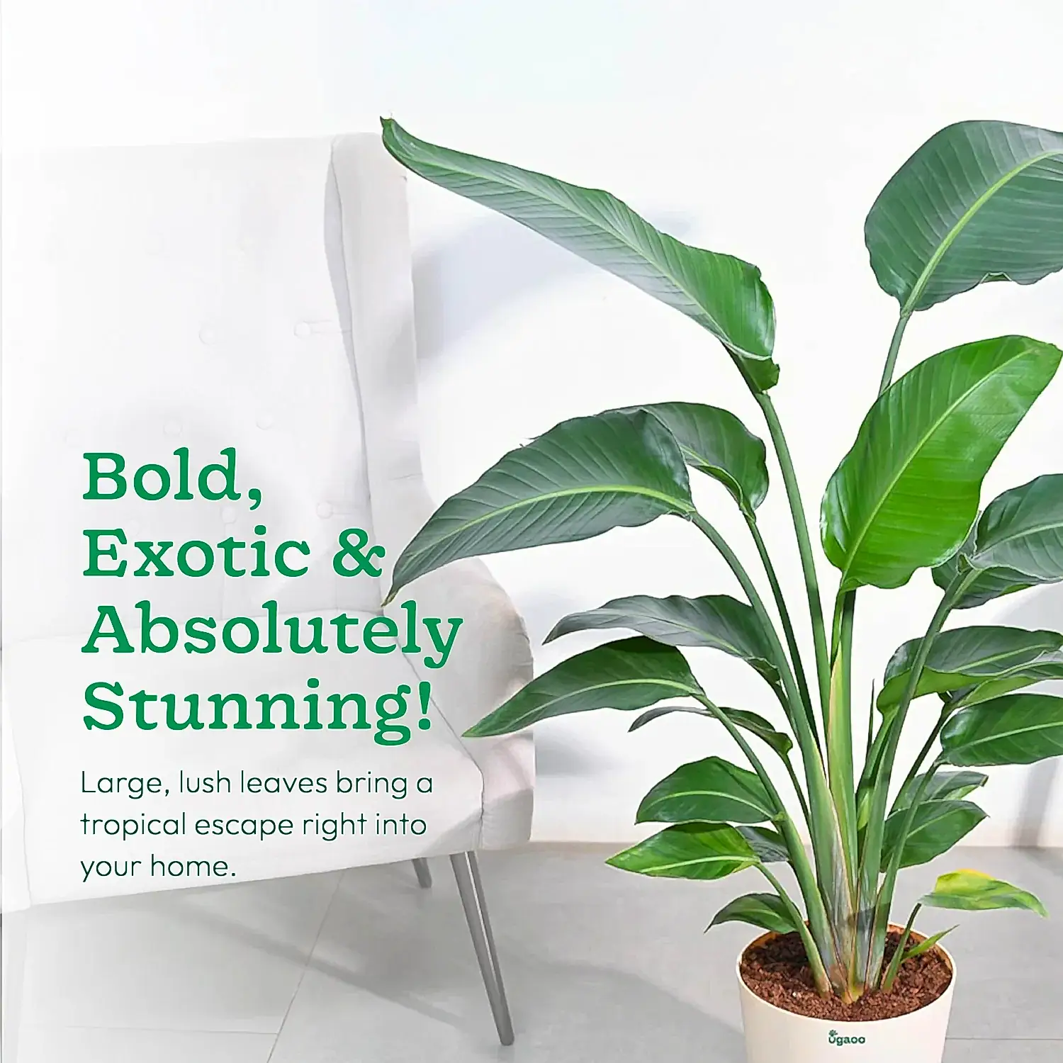 Bird of Paradise Plant - XL