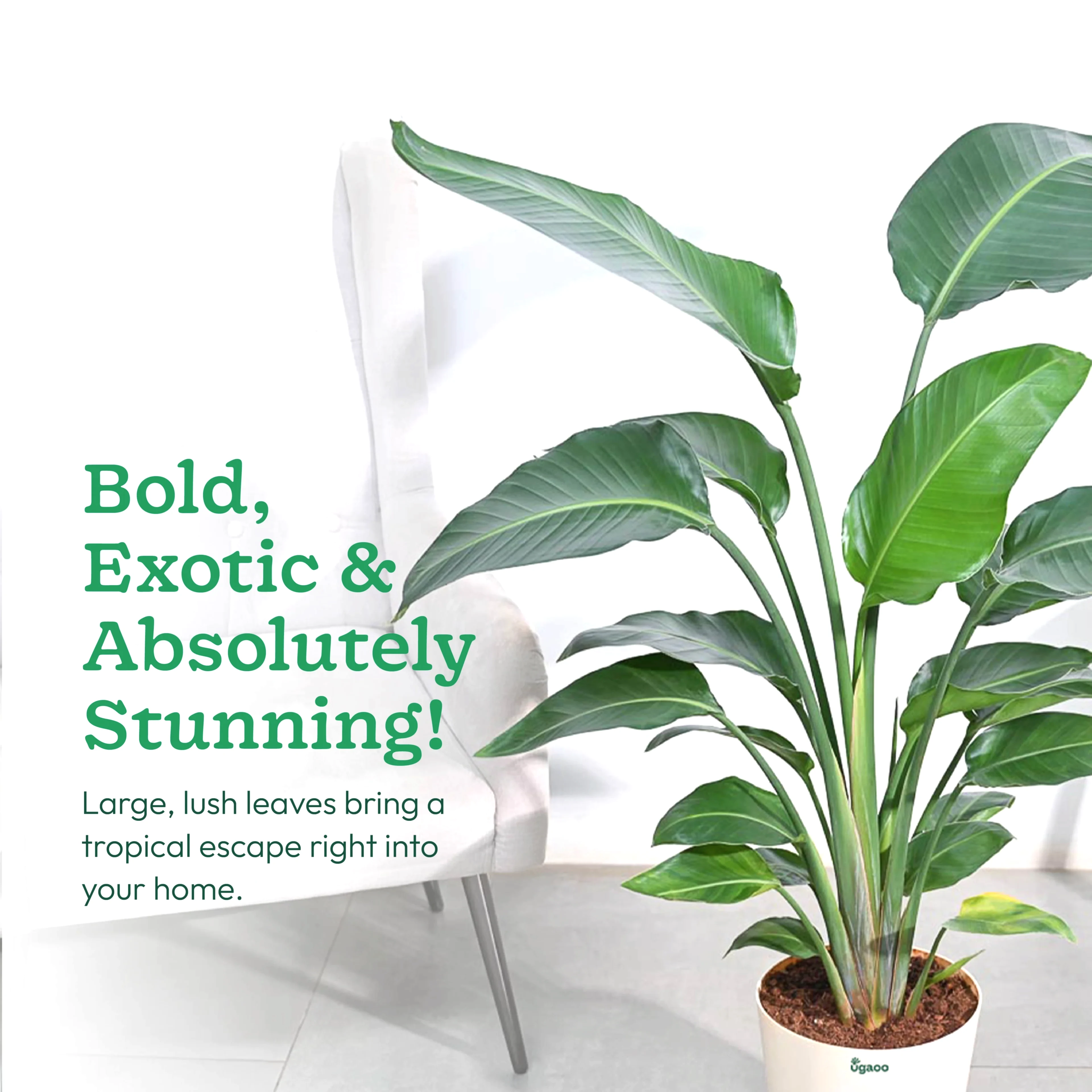 Bird of Paradise Plant - XL