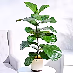 Fiddle Leaf Fig Plant