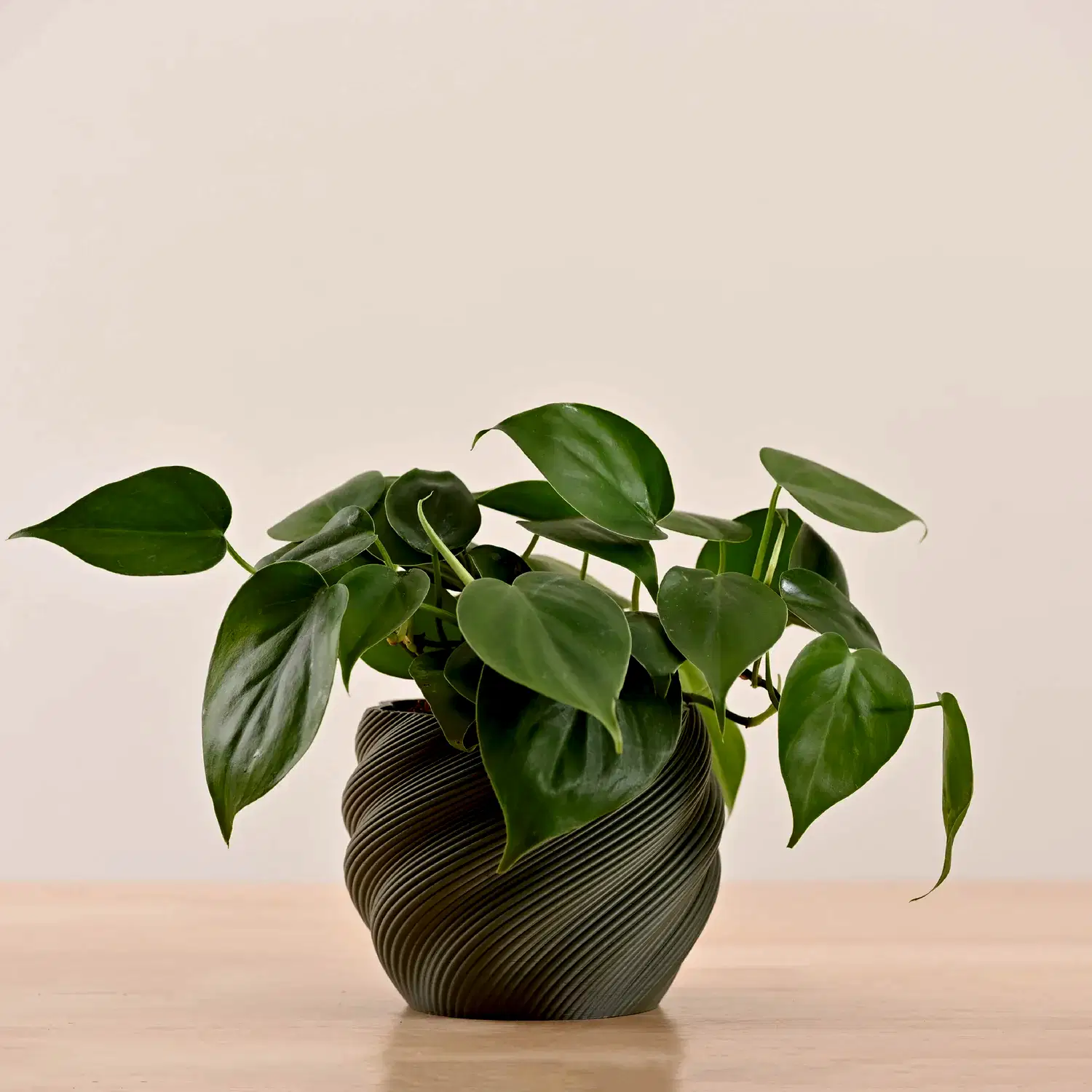 3d printed pots for plants_NUHP0343