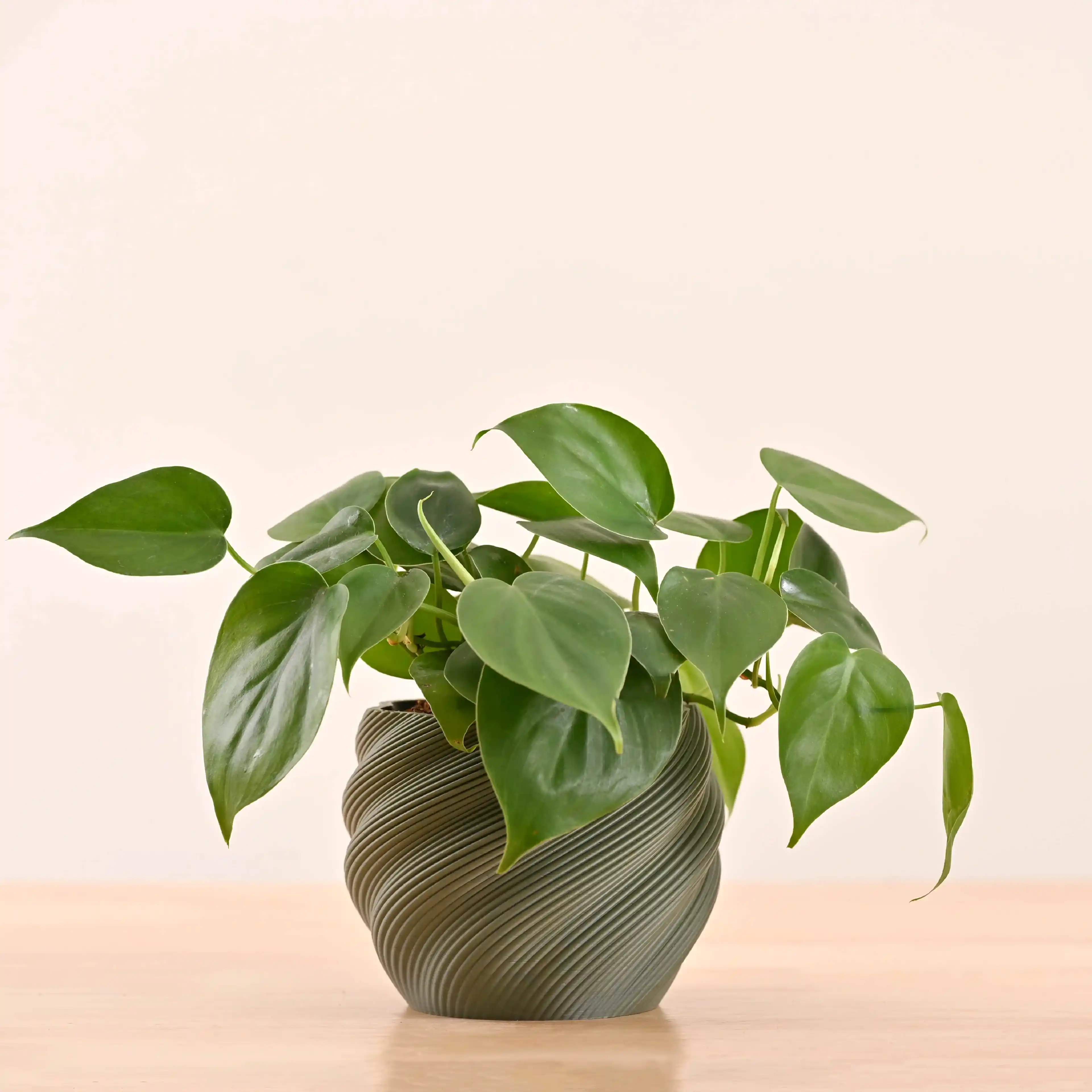 3d printed pots for plants_NUHP0343