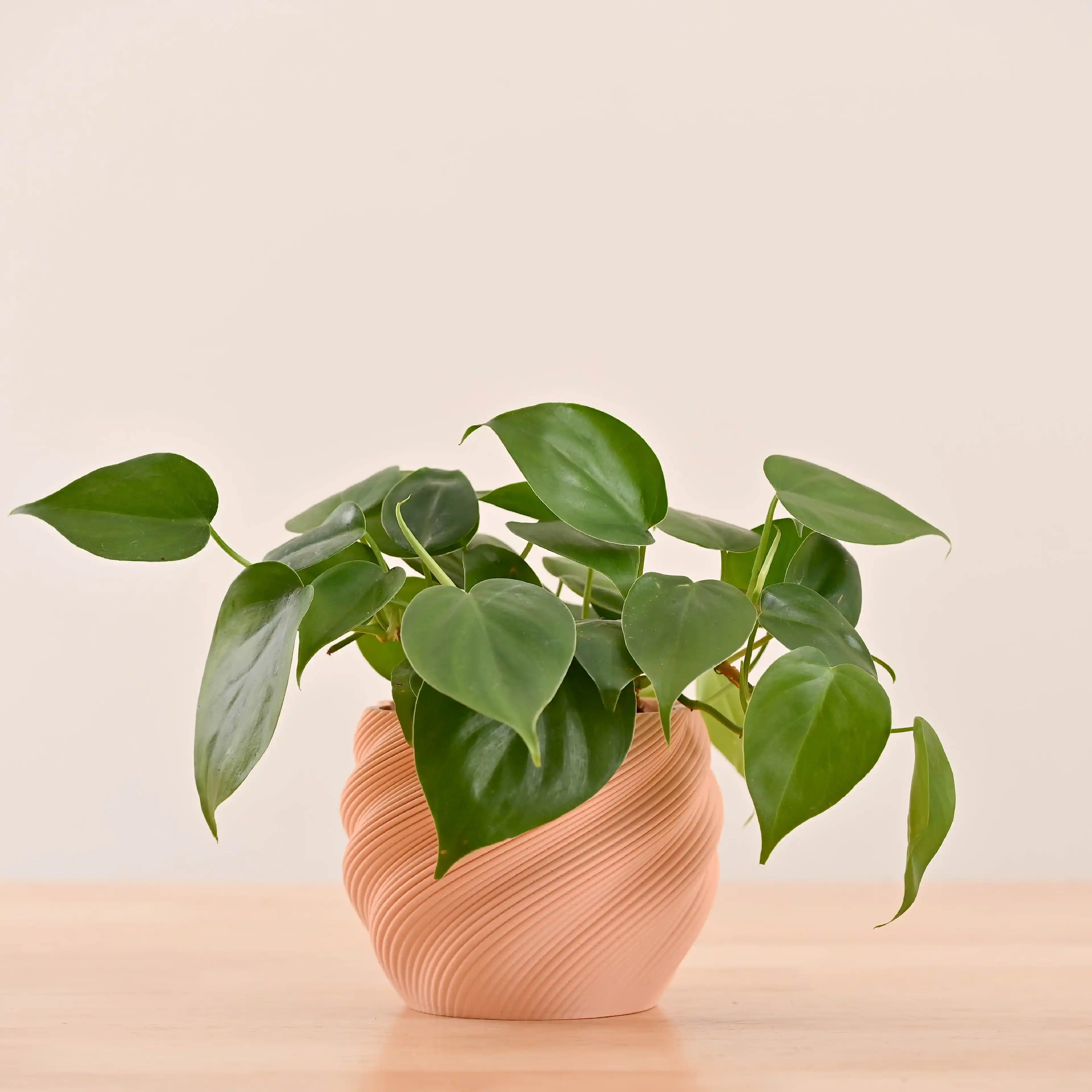 3d plant pots_NUHP0337