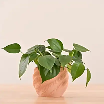 3d plant pots_NUHP0337