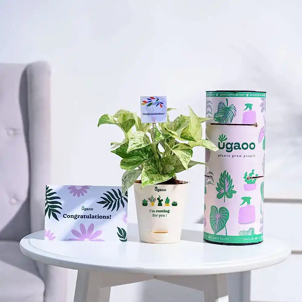 Money Plant Marble Congratulations Gift hamper