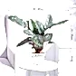Ganpati Decor Plant Bundle