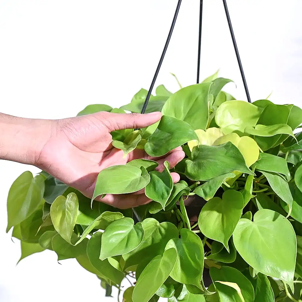 Philodendron Oxycardium Golden with Hanging Pot