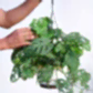 Philodendron Broken Heart With Hanging Pot
