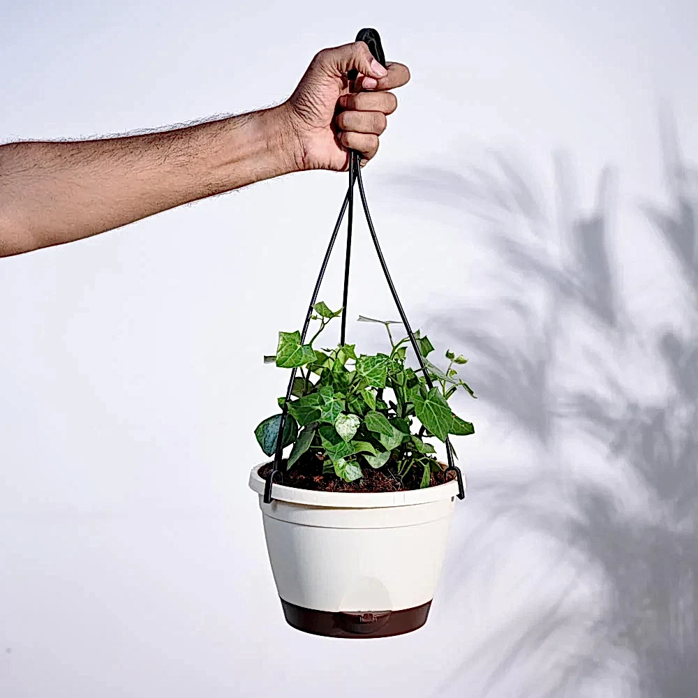 English Ivy Plant In Hanging Planter
