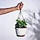 English Ivy Plant In Hanging Planter