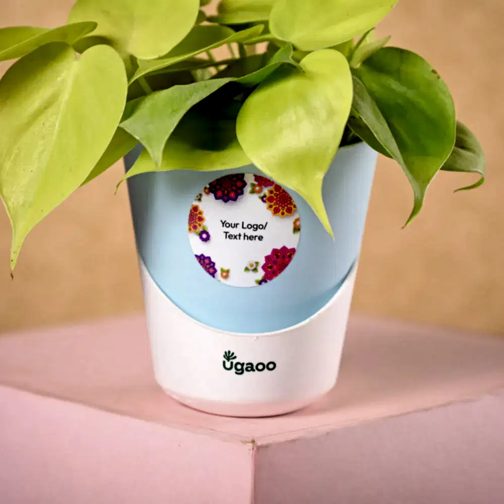 Philodendron Oxycardium &amp; Epiphany Diwali Gift Hamper