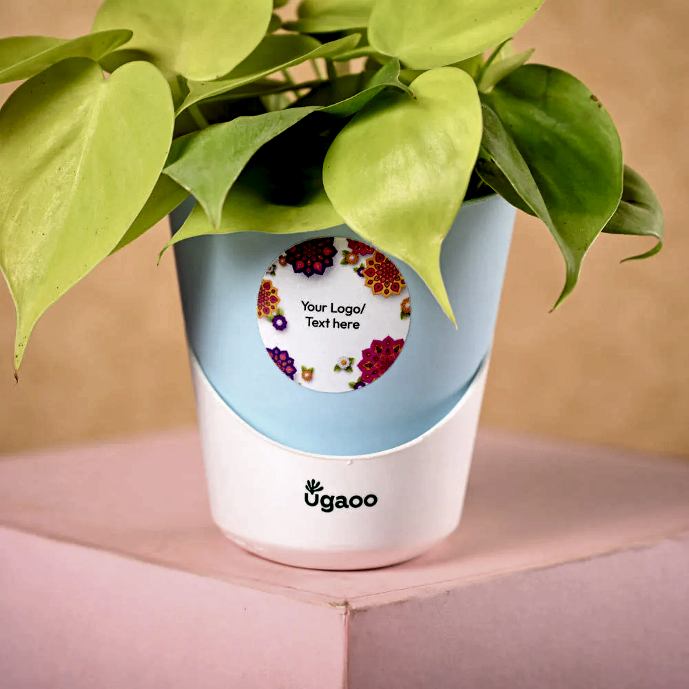 Philodendron Oxycardium & Epiphany Diwali Gift Hamper