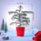 Evergreen Indian Christmas Tree
