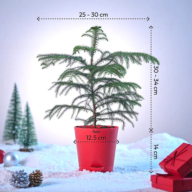Evergreen Indian Christmas Tree