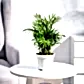 Ganpati Decor Plant Bundle