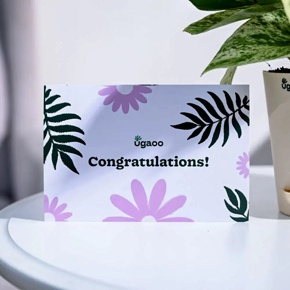 Money Plant Marble Congratulations Gift hamper