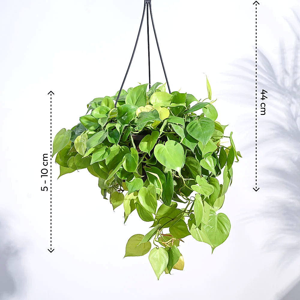 Philodendron Oxycardium Golden with Hanging Pot