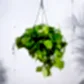 Philodendron Oxycardium Golden with Hanging Pot