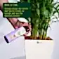 Humic Acid Ready-to-Use Spray - 500 ml