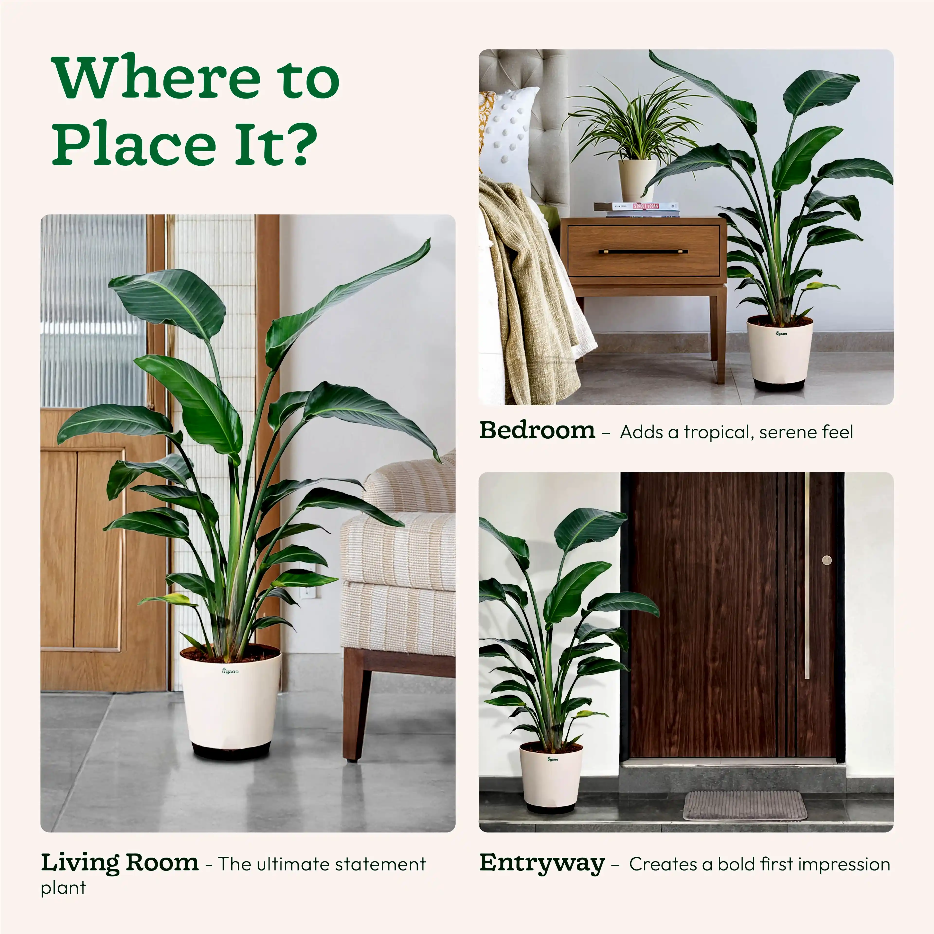 Bird of Paradise Plant - XL