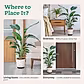 Bird of Paradise Plant - XL
