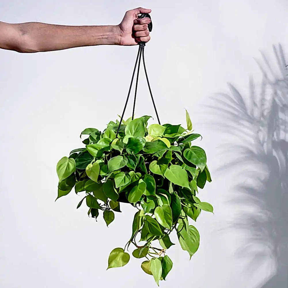 Philodendron Oxycardium Golden with Hanging Pot