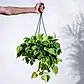 Philodendron Oxycardium Golden with Hanging Pot
