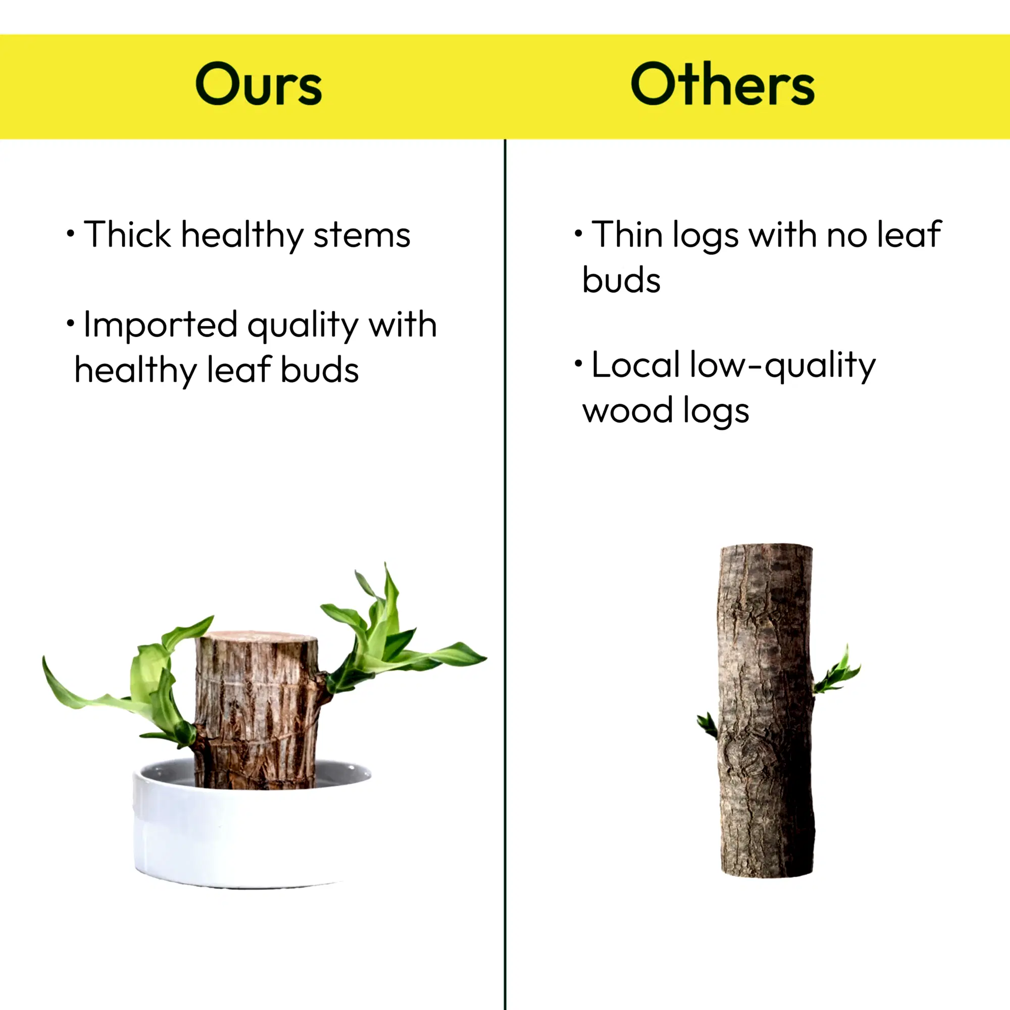 Brazilian Wood Plant