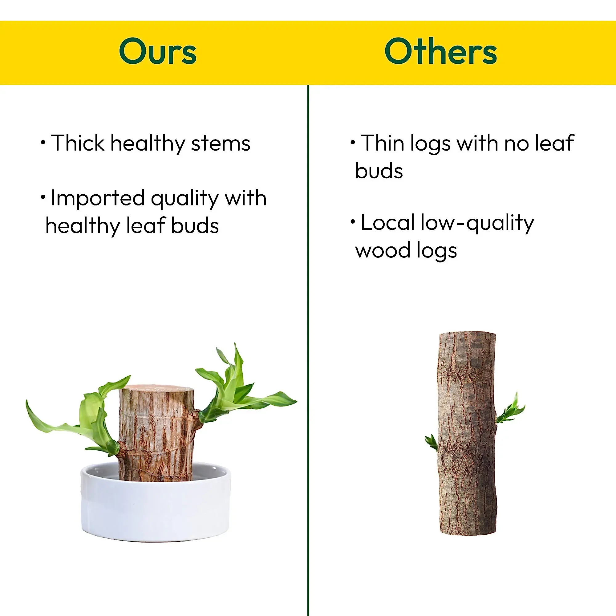 Brazilian Wood Plant