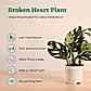 GroPot Combo - Set of 4