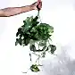 Philodendron Broken Heart With Hanging Pot