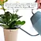Flora TAB