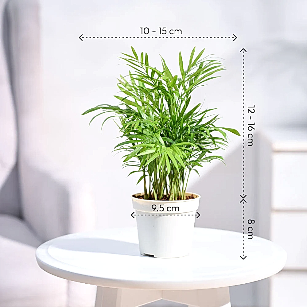 Ganpati Decor Plant Bundle